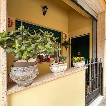 Ficus Pt - *